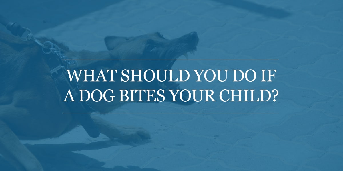 What Should You Do If A Dog Bites Your Child? - Law Offices of Alan LeVar